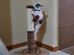 Paw Roll PawRoll™ Cat Scratch Post (2022) Review