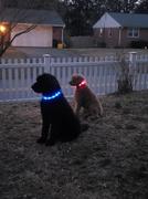 Paw Roll PawRoll Safety LED Dog Collar (2022) Review