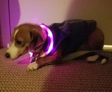 Paw Roll PawRoll Safety LED Dog Collar (2022) Review