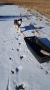 Paw Roll PawRoll™ Dog Sled Harness Pro Review