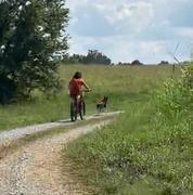 Paw Roll PawRoll™ Dog Sled Harness Pro Review