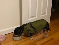 Paw Roll PawRoll Dog Winter Jacket (2022) Review