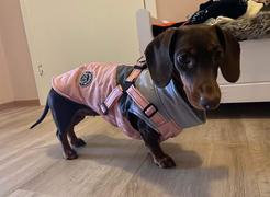 Paw Roll PawRoll Fashion Dog Winter Jacket Review