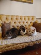 FELIWAY Shop FELIWAY Multicat Refill Review
