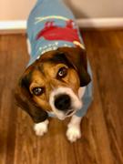 ZIWI Pets Lamb Green Tripe Review