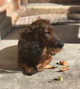 ZIWI Pets Lamb Green Tripe Review