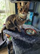 ZIWI Pets Original Air-Dried Mackerel & Lamb Recipe for Cats Review