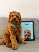The Companion Collective One Pet Custom Portrait - Framed Review