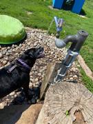 Wilderdog Rainbow Collar Review