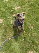 Wilderdog Rainbow Collar Review