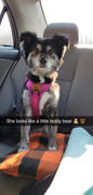 Wilderdog Rainbow Small Carabiner Leash Review