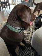Wilderdog Lime Reflective Collar Review