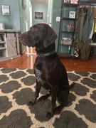 Wilderdog Black Waterproof Collar Review