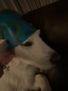 Wilderdog Foldable Silipint Dog Bowl Review