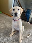 Wilderdog Guava Waterproof Collar Review