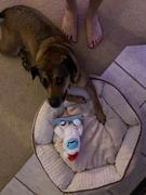 Wilderdog Shreddy Yeti Review