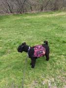 Wilderdog Dog Backpack Review