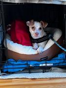 Wilderdog Pacific Blue Small Carabiner Reflective Leash Review