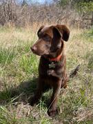 Wilderdog Seafoam Waterproof Collar Review