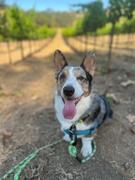 Wilderdog Rainbow Collar Review