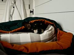 Wilderdog Sleeping Bag Review