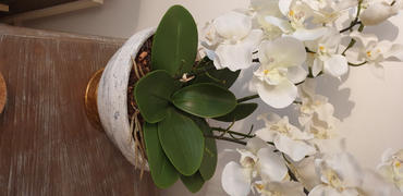 Aufora UK Artificial Phalaenopsis Orchid Leaf Foliage Review