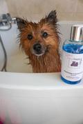 Peanut & Pickle Canine Skincare Blood Orange and Blackcurrant - Dog & Puppy Shampoo - 250ml Review