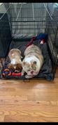 Rocco & Roxie Supply Co. Hip & Joint Supplement For Dogs Review