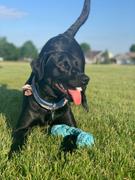 Rocco & Roxie Supply Co. Powder Blue Bone Rope Review