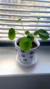 PlantX USA Chinese Money Plant | Pilea peperomioides, 4 Review
