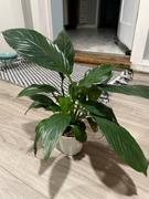 PlantX USA Peace Lily | Spathiphyllum spp. Review