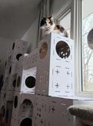 Vybe Cats The Taj Ma-PAW Review