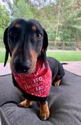 2RoyalHounds Ho Ho Red Reversible Dachsie Dana Review