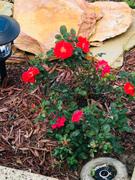 Perfect Plants Nursery Peach Drift® Rose Bush: Fall 2023 Pre Order Review