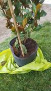 Perfect Plants Nursery Bracken’s Brown Beauty Magnolia Tree Review
