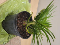 Perfect Plants Nursery Windmill Palm Tree Review