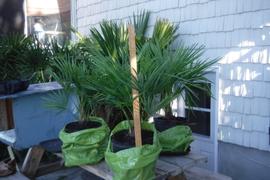 Perfect Plants Nursery Windmill Palm Tree Review