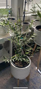 Perfect Plants Nursery Arbequina Olive Tree Review