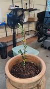 Perfect Plants Nursery Arbequina Olive Tree Review