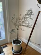 Perfect Plants Nursery Arbequina Olive Tree Review