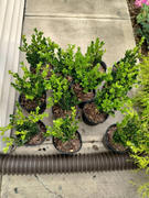Perfect Plants Nursery Wintergreen Boxwood Shrub Review
