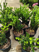 Perfect Plants Nursery Wintergreen Boxwood Shrub Review