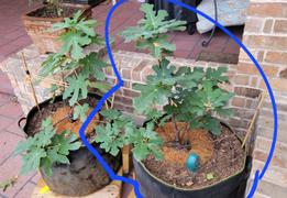 Perfect Plants Nursery Chicago Hardy Fig Tree Review