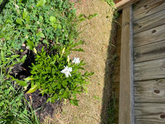 Perfect Plants Nursery Frost Proof Gardenia Shrub Review