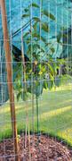 Perfect Plants Nursery Fuyu Persimmon Tree Review