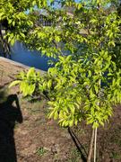 Perfect Plants Santa Rosa Plum Tree Review