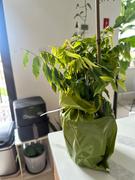 Perfect Plants Nursery Wisteria Amethyst Falls Review