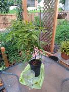 Perfect Plants Nursery Wisteria Amethyst Falls Review