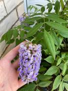 Perfect Plants Wisteria Amethyst Falls Review