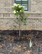 Perfect Plants Nursery Limelight Hydrangea Tree Review